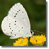 Modraszek wieszczek (Celastrina argiolus)