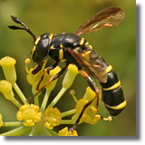 Ceriana conopsoides