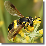 Chrysotoxum bicinctum