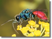 Chrysis sp.