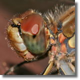 Sympetrum sp.