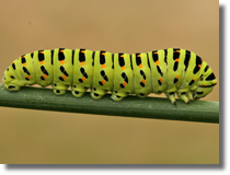 Papilio machaon