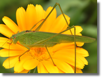 Orthoptera