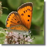 Lycaena dispar