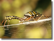 Argiope bruennichi