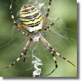 Argiope bruennichi