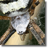 Argiope bruennichi