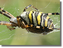 Argiope bruennichi