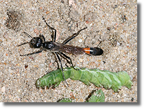 Ammophila sebulosa