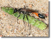 Ammophila sebulosa