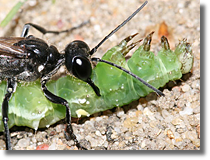 Ammophila sebulosa