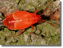 Kowal bezskrzydy (Pyrrhocoris apterus)