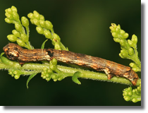 Ectropis crepuscularia