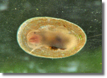 Przyczepka jeziorna - Acroloxus lacustris2