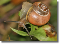 Wstyk ogrodowy - Cepaea hortensis