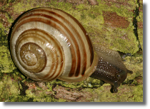 Wstyk ogrodowy - Cepaea hortensis