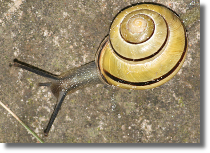 Wstyk gajowy - Cepaea nemoralis