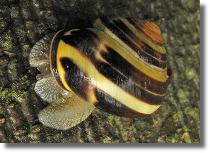 Wstyk gajowy - Cepaea nemoralis