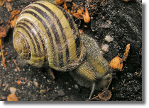 Wstyk gajowy - Cepaea nemoralis