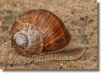 limak winniczek - Helix pomatia