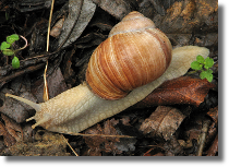 limak winniczek - Helix pomatia15