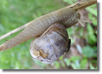 limak winniczek - Helix pomatia