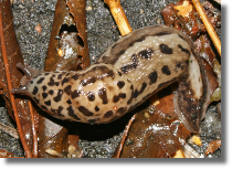 Pomrów - Limax sp.