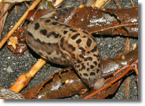 Pomrów - Limax sp.