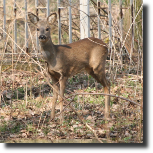 Sarna europejska - Capreolus capreolus