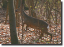 Sarna europejska - Capreolus capreolus