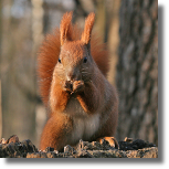 Wiewiórka ruda - Sciurus vulgaris