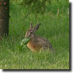 Zajc szarak - Lepus europaeus