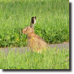 Zajc szarak - Lepus europaeus