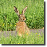 Zajc szarak - Lepus europaeus