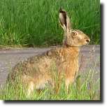 Zajc szarak - Lepus europaeus