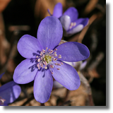 Przylaszczka (Hepatica)