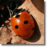 Biedronka siedmiokropka (Coccinella septempunctata)