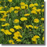 mniszki lekarskie (Taraxacum officinale F. H. Wigg.)