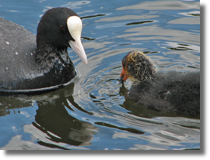 yska (Fulica atra)