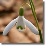 Przebinieg (Galanthus nivalis L.)