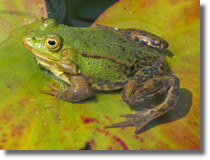 aba zielona (Rana esculenta)