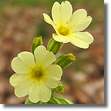 Pierwiosnek (Primula sp.)