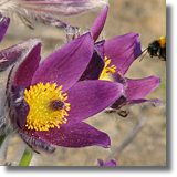 Sasanka (Pulsatilla vulgaris)