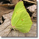 Listkowiec cytrynek (Gonepteryx rhamni)