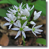 Czosnek niedwiedzi (Allium ursinum L.)