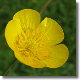 Jaskier (Ranunculus L.)