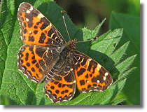 Rusaka kratkowiec (Araschnia levana)