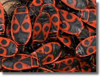 Kowale bezskrzyde (Pyrrhocoris apterus)