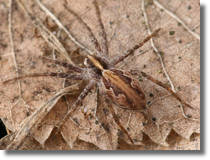 Lycosidae