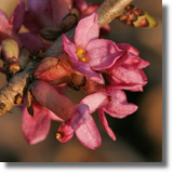 Wawrzynek wilczeyko (Daphne mezereum L.)